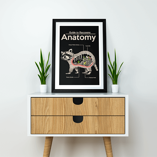 Anatomy of Raccoon