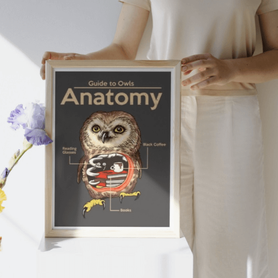 Anatomy of Owls